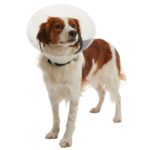 Collar isabelino 20cm pk 1219-5 - Mascota Club Chile