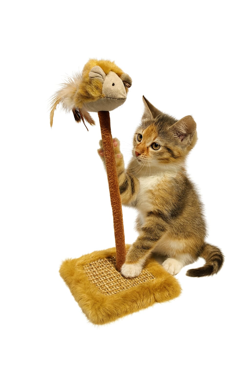 Rascador Scratch&Play Deluxe – Entretenimiento y Afilado - Mascota Club Chile