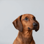 Home - La tienda online de mascotas.